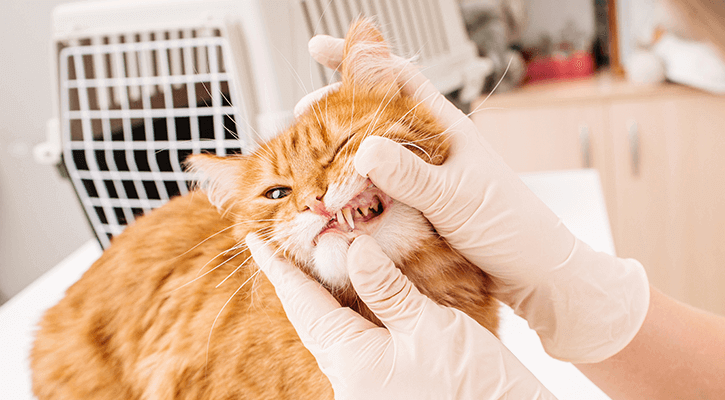 Cat During Dental Exam